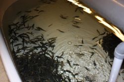 Sm&aring; hemsed&oslash;linger